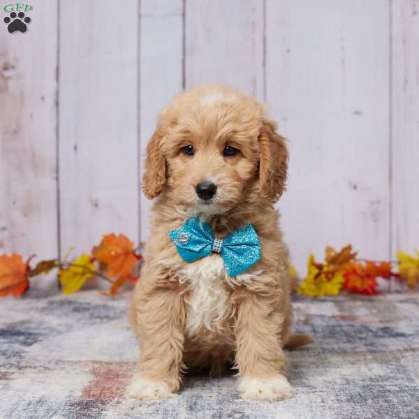 Oscar, Mini Goldendoodle Puppy